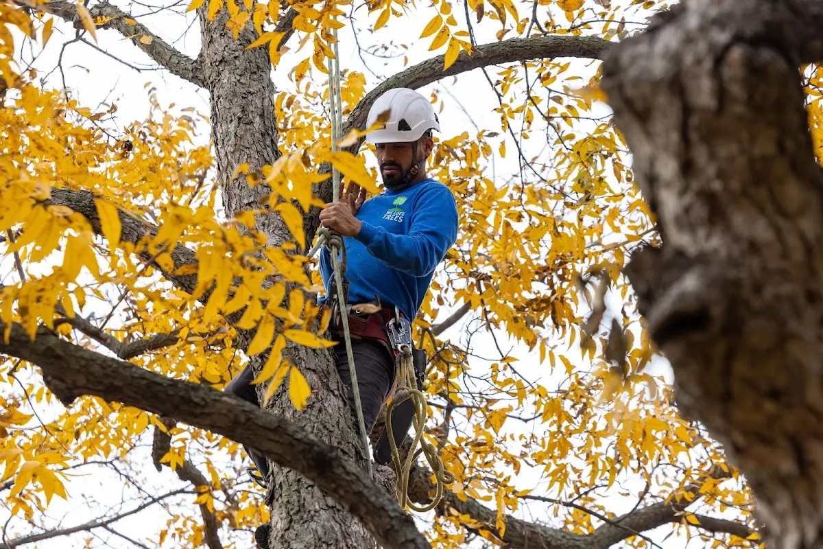 Skilled Tree Trimming crew working in Lubec